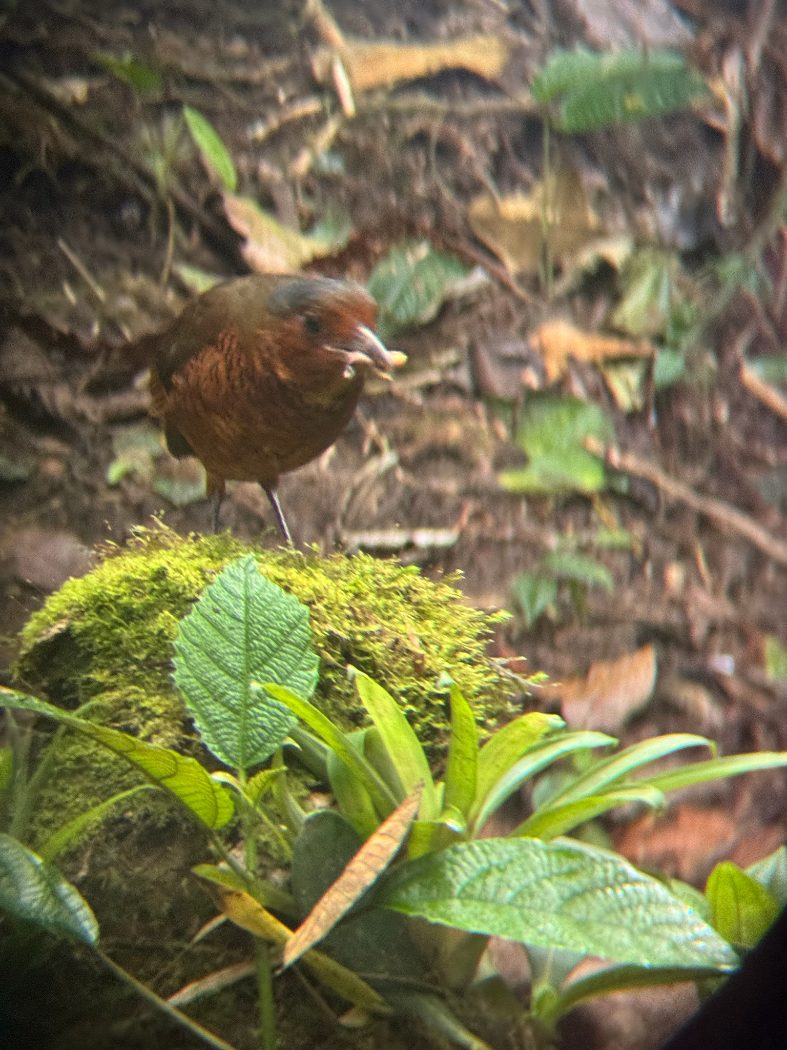 Giant Antpitta (Grallaria gigantea), photo 6