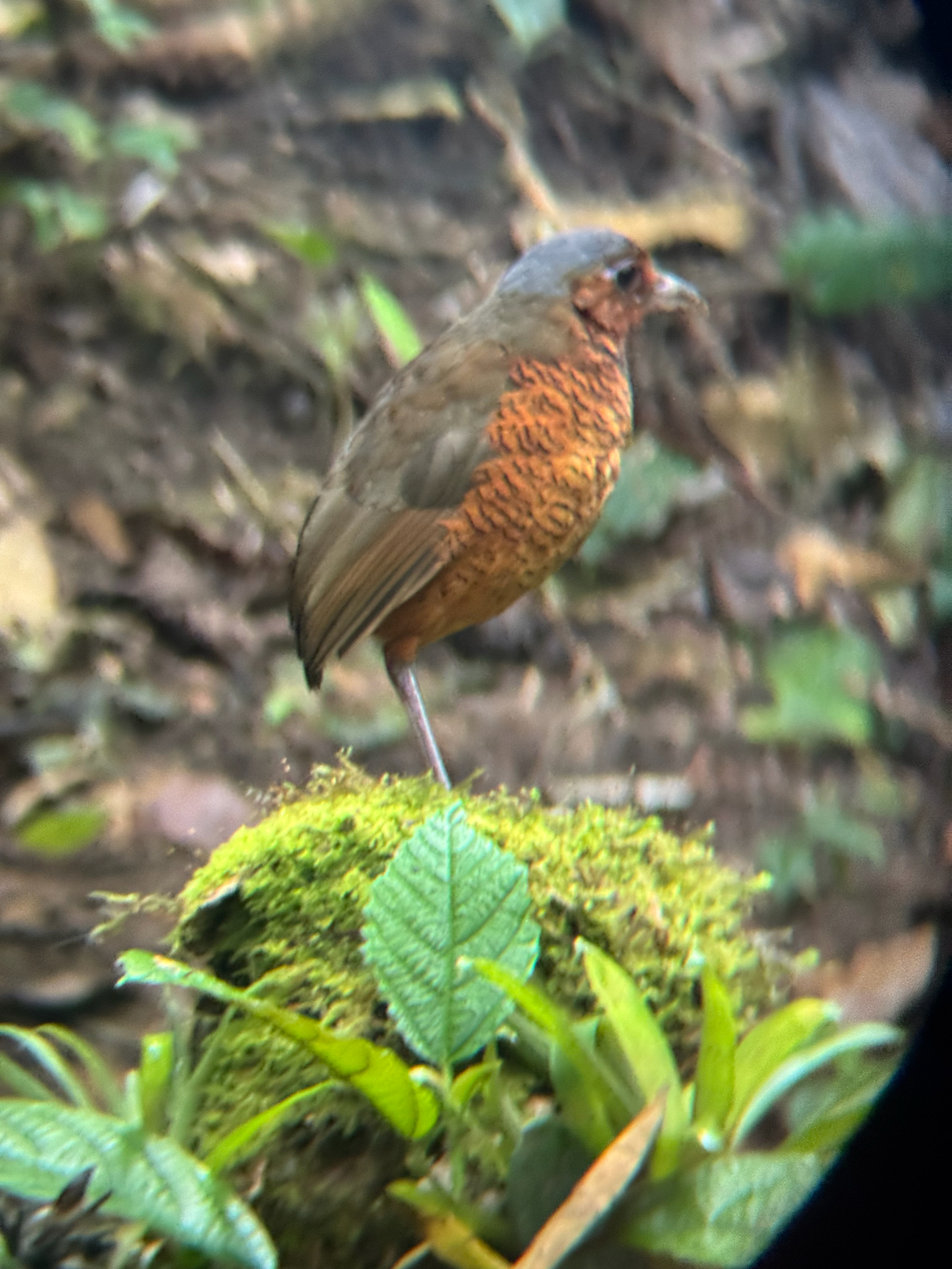 Giant Antpitta (Grallaria gigantea), photo 2