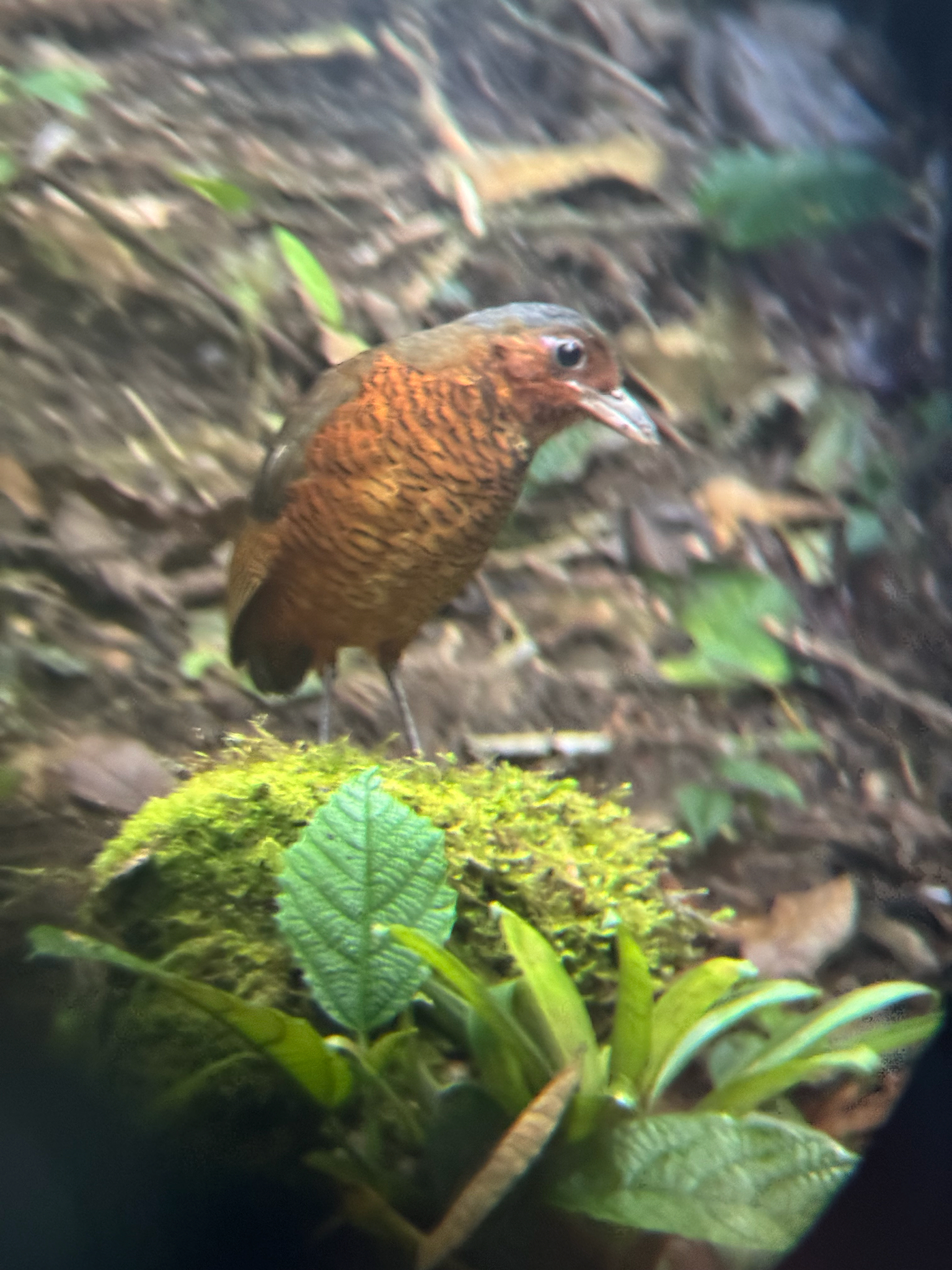 Giant Antpitta (Grallaria gigantea), photo 3