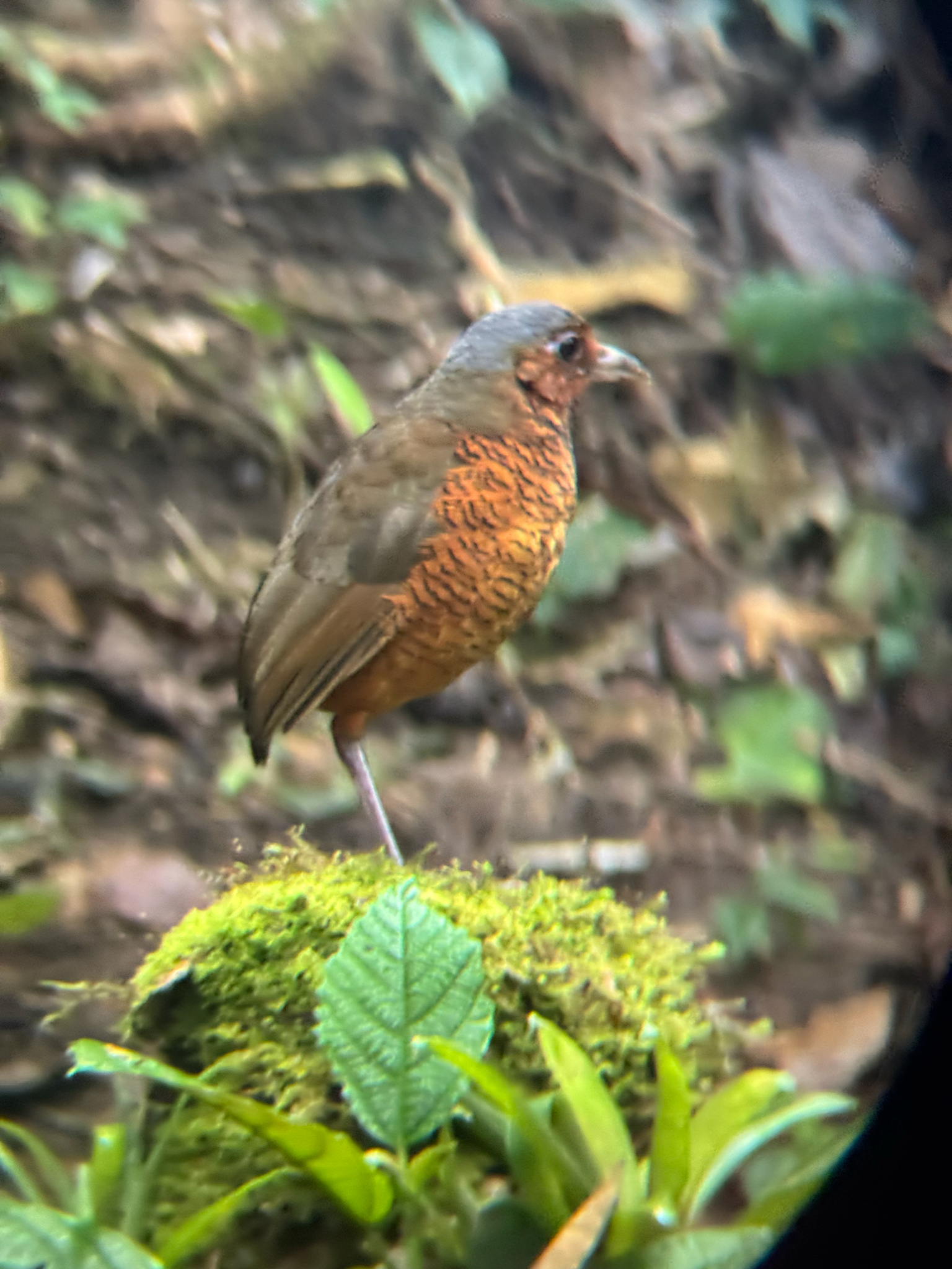 Giant Antpitta (Grallaria gigantea), photo 5