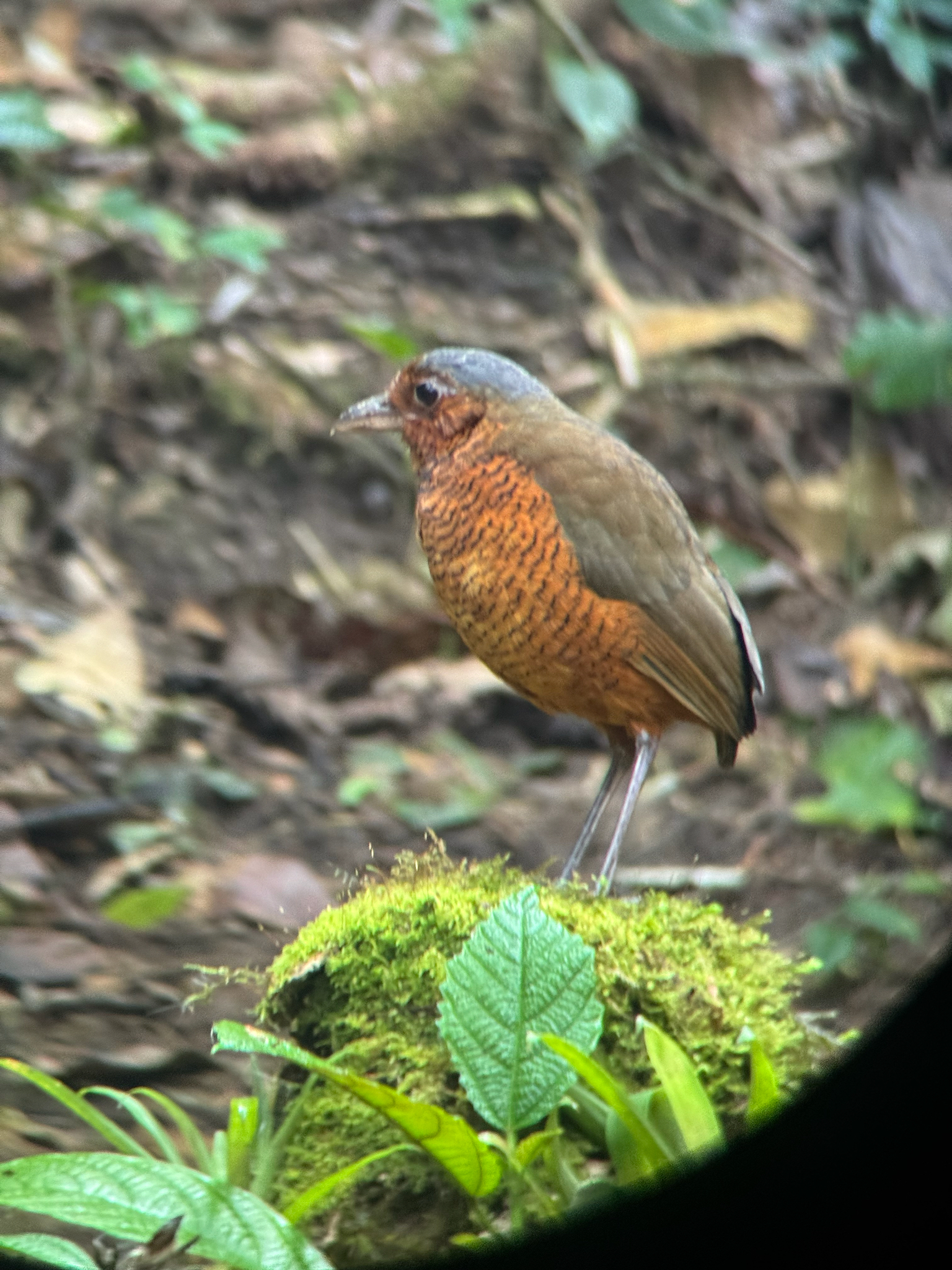 Giant Antpitta (Grallaria gigantea), photo 4