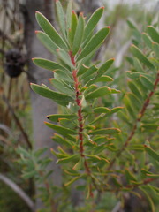 Leucadendron rourkei