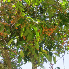 Guioa acutifolia
