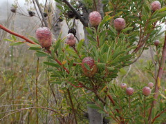 Leucadendron rourkei