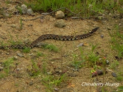 Deinagkistrodon acutus