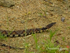 Deinagkistrodon acutus