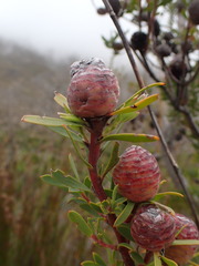 Leucadendron rourkei