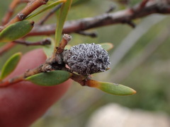 Leucadendron rourkei