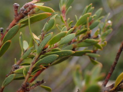Leucadendron rourkei