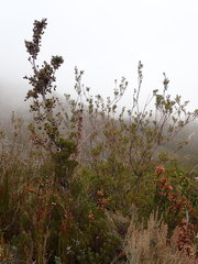 Leucadendron rourkei