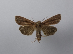 Ichneutica steropastis
