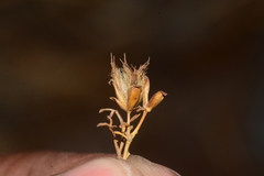 Glossocardia bosvallia