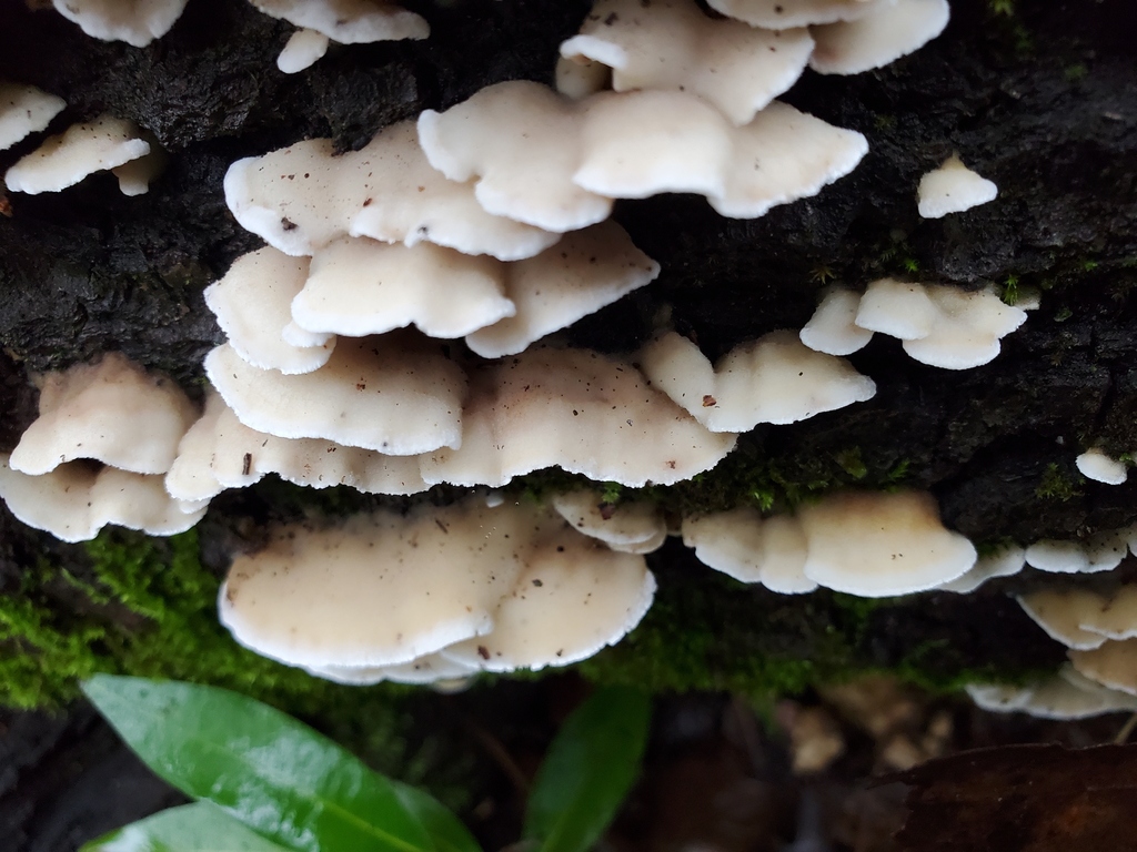 Gloeoporus dichrous · December 2025 · photo: © arlenedevitt (iNaturalist, cc-by)