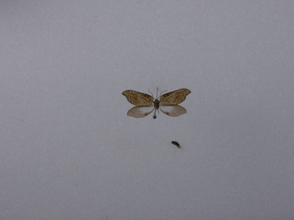 Brown Lacewings