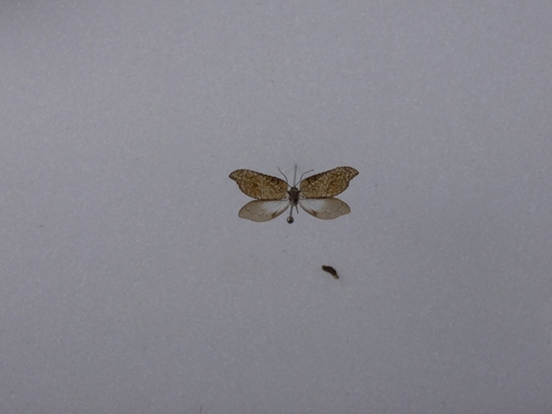 Australian Variable Lacewing photo 2