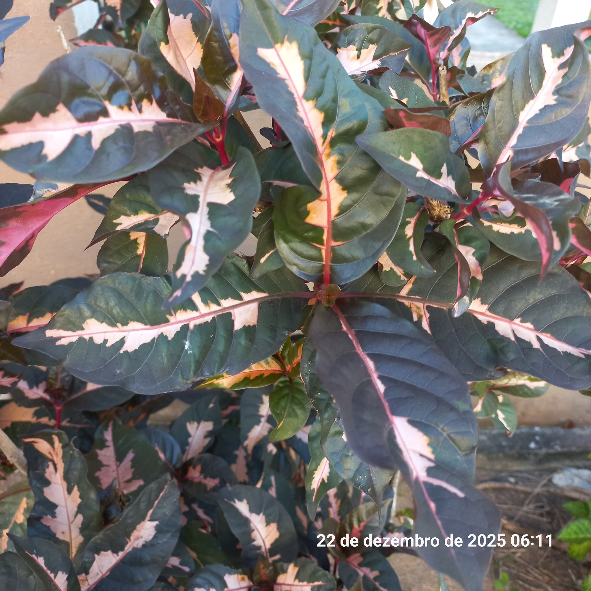 Graptophyllum pictum