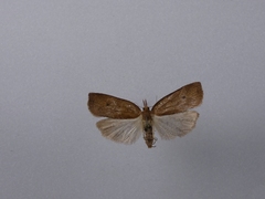 Planotortrix excessana