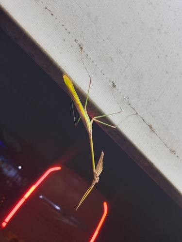 Ornate Conehead Mantis
