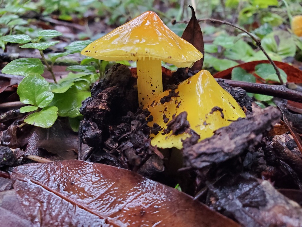 Hygrocybe acutoconica · December 2025 · photo: © arlenedevitt (iNaturalist, cc-by)