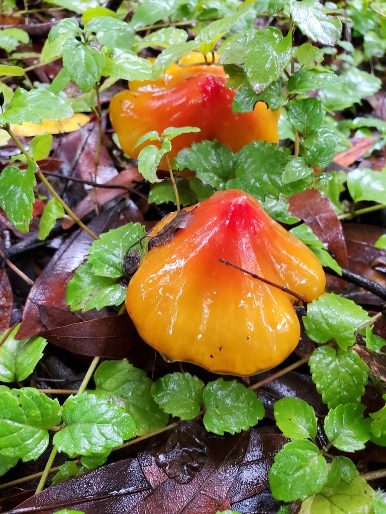 Hygrocybe acutoconica · December 2025 · photo: © arlenedevitt (iNaturalist, cc-by)