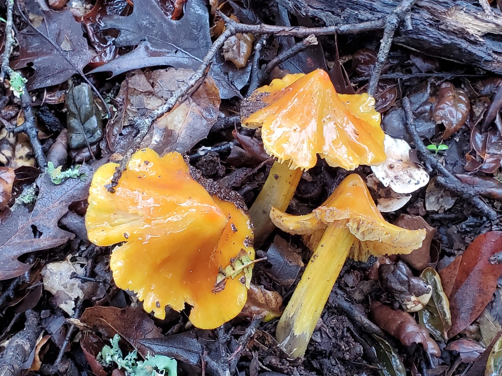 Hygrocybe acutoconica · December 2025 · photo: © arlenedevitt (iNaturalist, cc-by)
