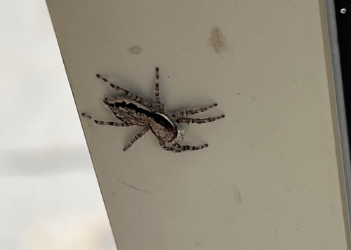 Gray Wall Jumping Spider