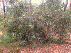 Eucalyptus cosmophylla