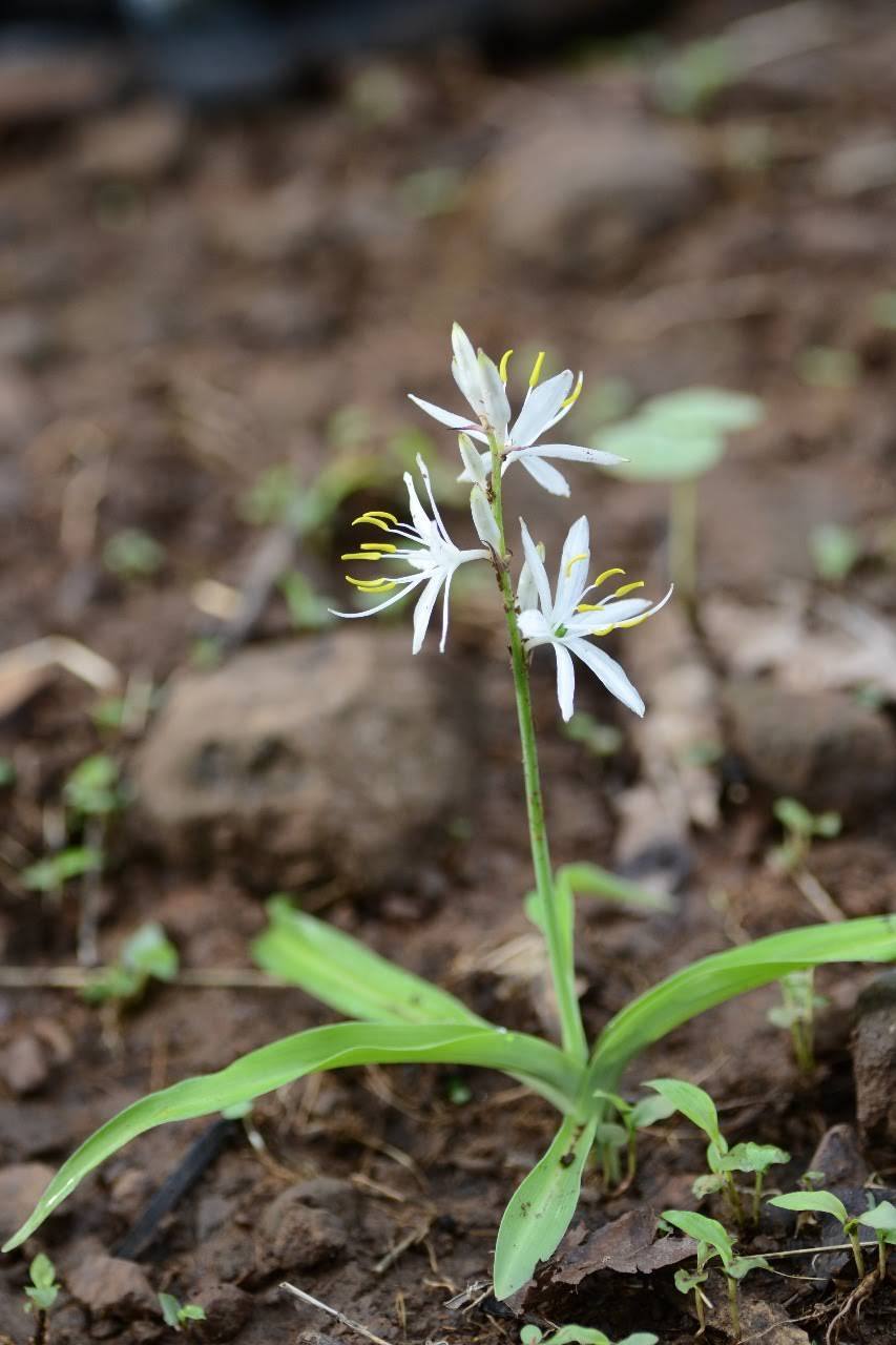 Chlorophytum comosum - Wikipedia