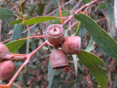 Eucalyptus cosmophylla