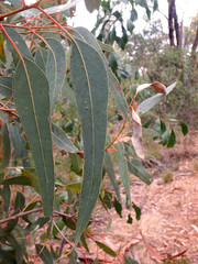Eucalyptus cosmophylla