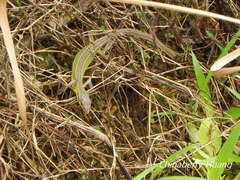 Takydromus septentrionalis