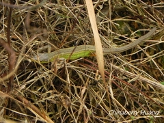Takydromus septentrionalis