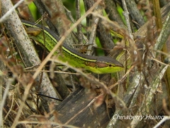 Takydromus septentrionalis