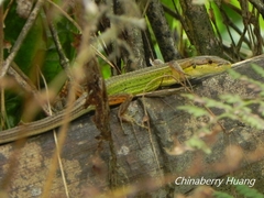 Takydromus septentrionalis