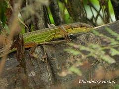 Takydromus septentrionalis