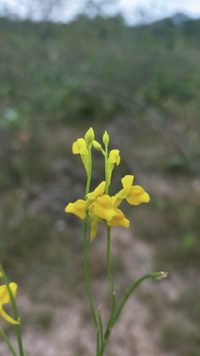 Utricularia odorata