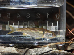 Plateau Shiner photo 3