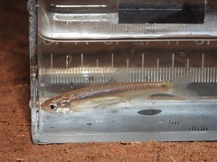Rio Grande Shiner photo 2