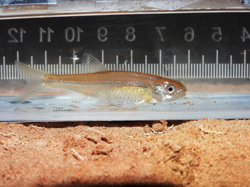 Bluntnose Shiner