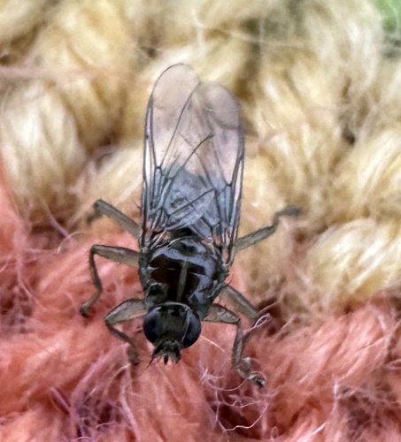 Ornithomya chloropus