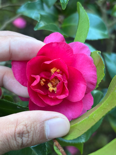 Camellia sasanqua