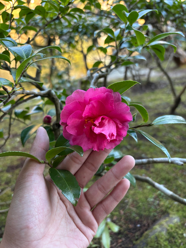 Camellia sasanqua