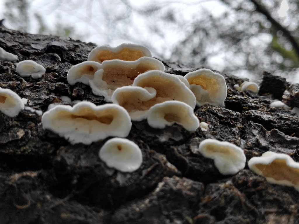 Gloeoporus dichrous · December 2025 · photo: © arlenedevitt (iNaturalist, cc-by)