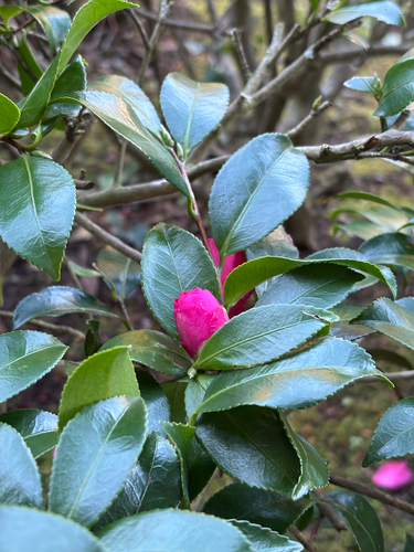 Camellia sasanqua