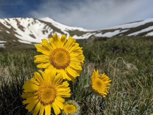 Alpine Sunflower (Hymenoxys grandiflora)