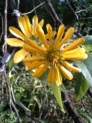 Silphium asteriscus