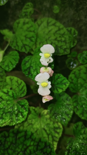 Begonia murina