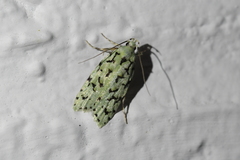 Izatha peroneanella