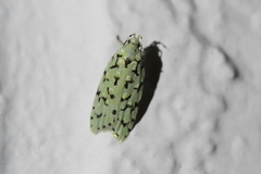Izatha peroneanella