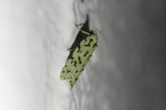 Izatha peroneanella